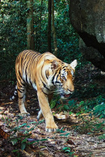 Imagen de Instinto animal: Tigres - 1