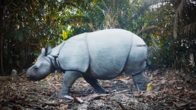 Imagen de Instinto animal: Rinocerontes - 2