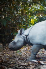 Imagen de Instinto animal: Rinocerontes - 1