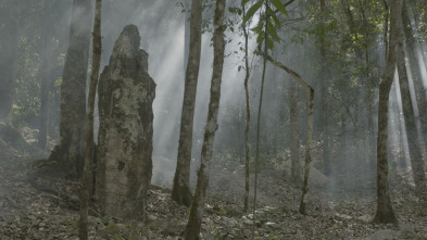 Imagen de La caída del imperio maya - 10