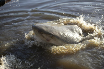 Imagen de Miedo en las profundidades - 4