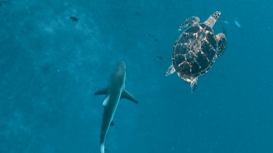 Imagen de Cuando los tiburones...: Sharktober - 1