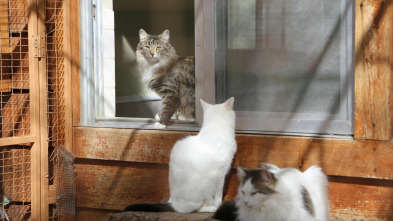Imagen de El encantador de...: Gatos aislados - 2