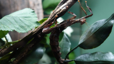 Imagen de El zoo del Bronx (T4): Nuestros queridos bichos - 2