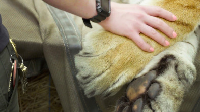 Imagen de El zoo del Bronx (T4): Un tigre acude al dentista - 2
