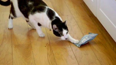 Imagen de El encantador de... (T10): El gato Lucifer - 2