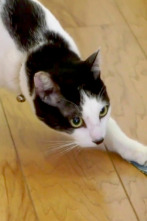 Imagen de El encantador de... (T10): El gato Lucifer - 1