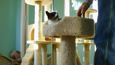 Imagen de El encantador de... (T10): Mi gato terapéutico necesita terapia - 2