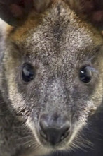 Imagen de El zoo del Bronx (T4): Un ualabí en la ciudad - 1