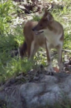 Imagen de El zoo del Bronx (T4): Perros salvajes en movimiento - 1