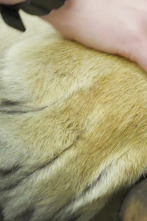 Imagen de El zoo del Bronx (T4): Un tigre acude al dentista - 1