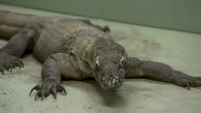 Imagen de The Irwins (T3): Conexión Komodo - 2