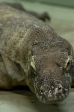 Imagen de The Irwins (T3): Conexión Komodo - 1
