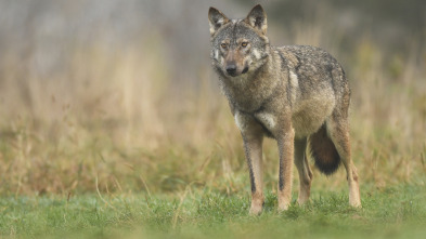 Imagen de Gestión del lobo en Guadalajara - 3