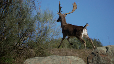 Imagen de Lances monteros a los pies de Gredos - 3