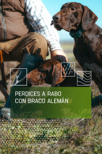 Imagen de Perdices a rabo con braco alemán - 1