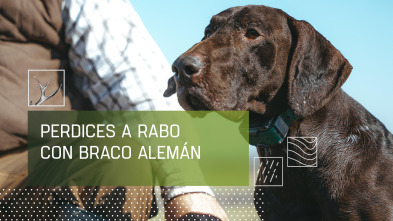 Imagen de Perdices a rabo con braco alemán - 2