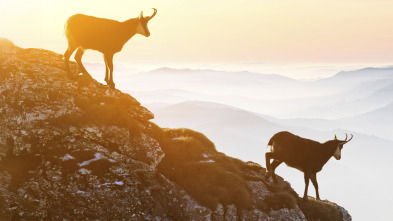 Imagen de Rebecos en Picos de Europa y los Pirineos - 3