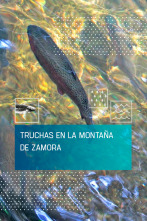 Imagen de Truchas en la montaña de Zamora - 1