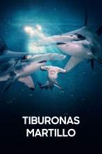Imagen de Tiburonas martillo - 1