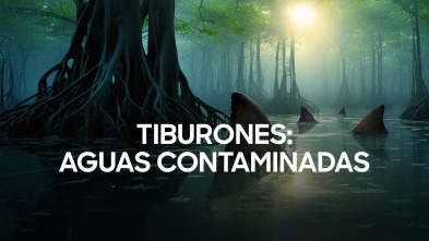 Imagen de Tiburones: aguas contaminadas  - 2