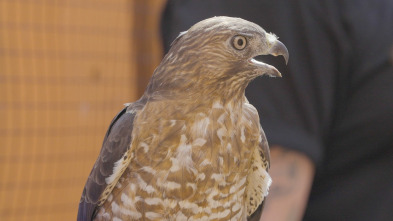 Imagen de Monstruos: archivos...: EL Pájaro del Trueno de Pensilvania - 2