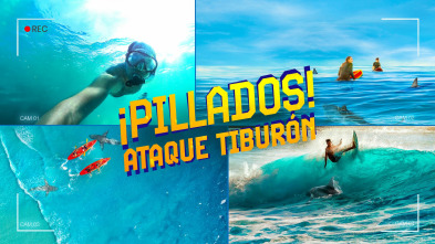 Imagen de ¡Pillados! Ataque tiburón - 2
