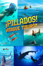 Imagen de ¡Pillados! Ataque tiburón - 1