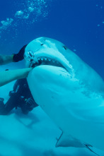 Imagen de Cómo sobrevivir a un ataque de tiburón - 3