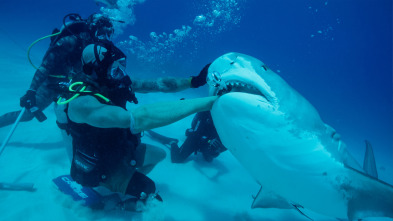 Imagen de Cómo sobrevivir a un ataque de tiburón - 4