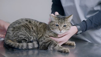 Imagen de Veterinarios de... (T4): Trabajo gratuito - 1