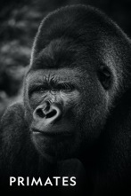 Imagen de Primates  - 3
