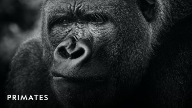 Imagen de Primates  - 4