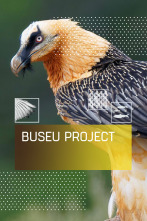 Imagen de Buseu Project - 1
