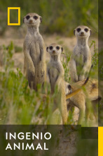 Imagen de Ingenio animal  - 1