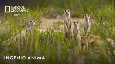 Imagen de Ingenio animal  - 2
