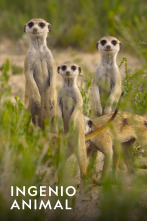 Imagen de Ingenio animal  - 3