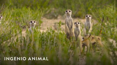 Imagen de Ingenio animal  - 4