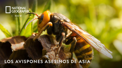 Imagen de Los avispones asesinos de Asia  - 2