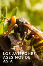 Imagen de Los avispones asesinos de Asia  - 3