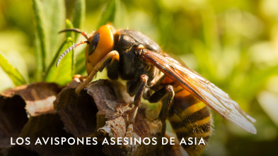 Imagen de Los avispones asesinos de Asia  - 4