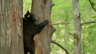 Imagen de Encuentros muy salvajes: En el bosque - 1