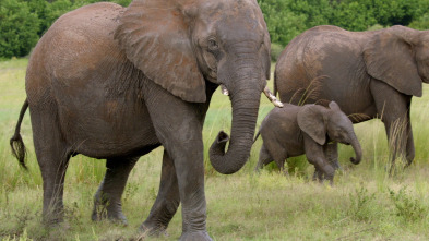 Imagen de Encuentros muy salvajes: Encuentros en el safari - 1