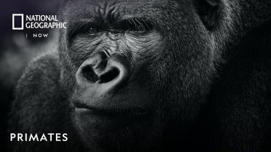 Imagen de Primates  - 2