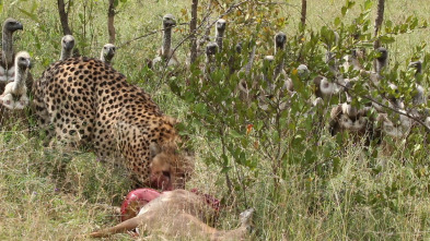 Imagen de Safari letal: Cazadores vs. cazados - 1