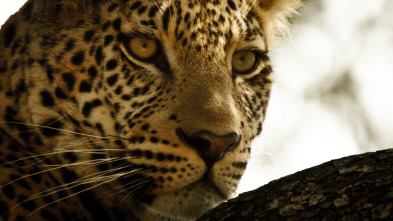 Imagen de Safari letal: Grandes felinos vs. presas - 1