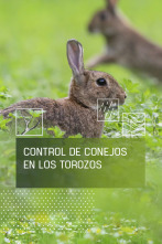 Imagen de Control del conejo en Los Torozos - 1