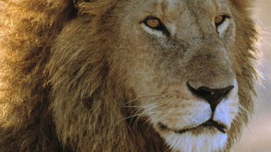 Imagen de Diario de los grandes felinos: Ep.4 - 2