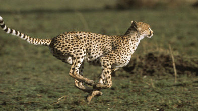 Imagen de Diario de los grandes felinos: Ep.5 - 2