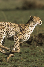 Imagen de Diario de los grandes felinos: Ep.5 - 1